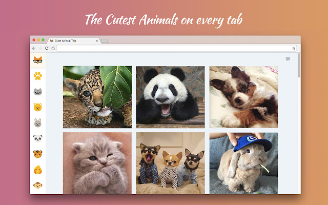 Приложение картинки животных Cute Animal Tab - New Tab Theme - Chrome Web Store