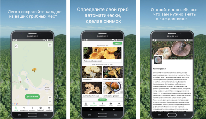 Приложения для определения гриба по фото 6 самых необычных способов искать грибы - Hi-Tech Mail