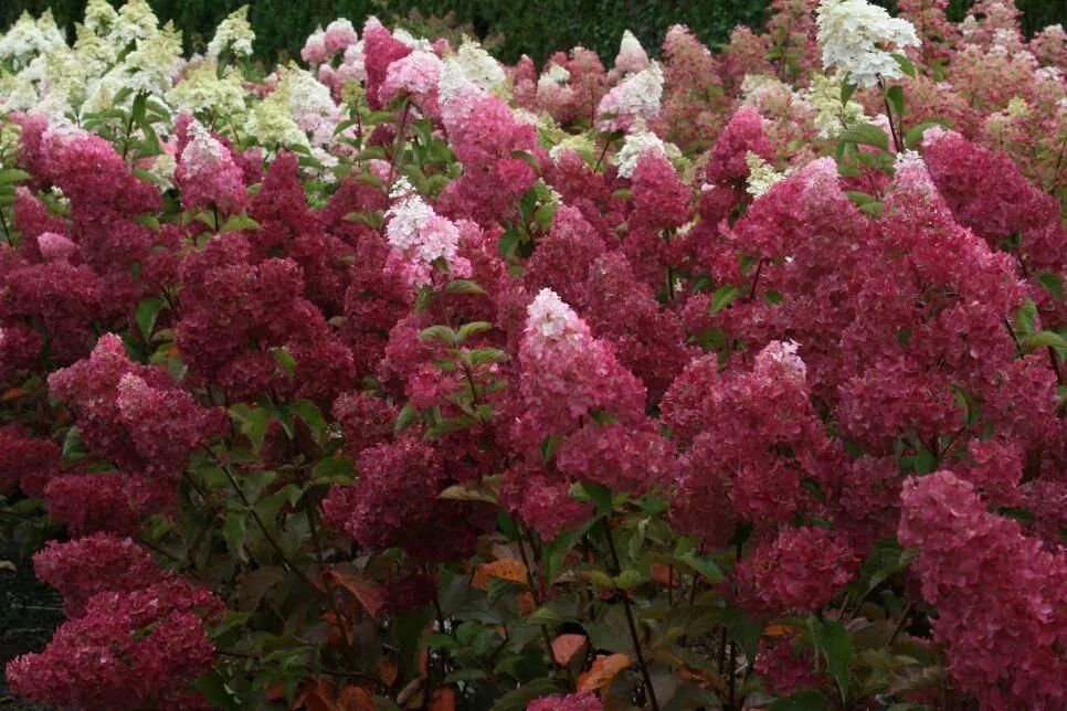 Прим ред гортензия метельчатая описание и фото 59 Gorgeous Hydrangea Varieties Hydrangea varieties, Hydrangea garden, Garden pi