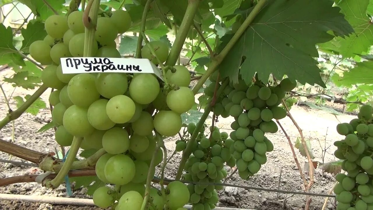 Прима виноград фото отзывы Виноград Сергея Адамовича Сорт Прима України - YouTube