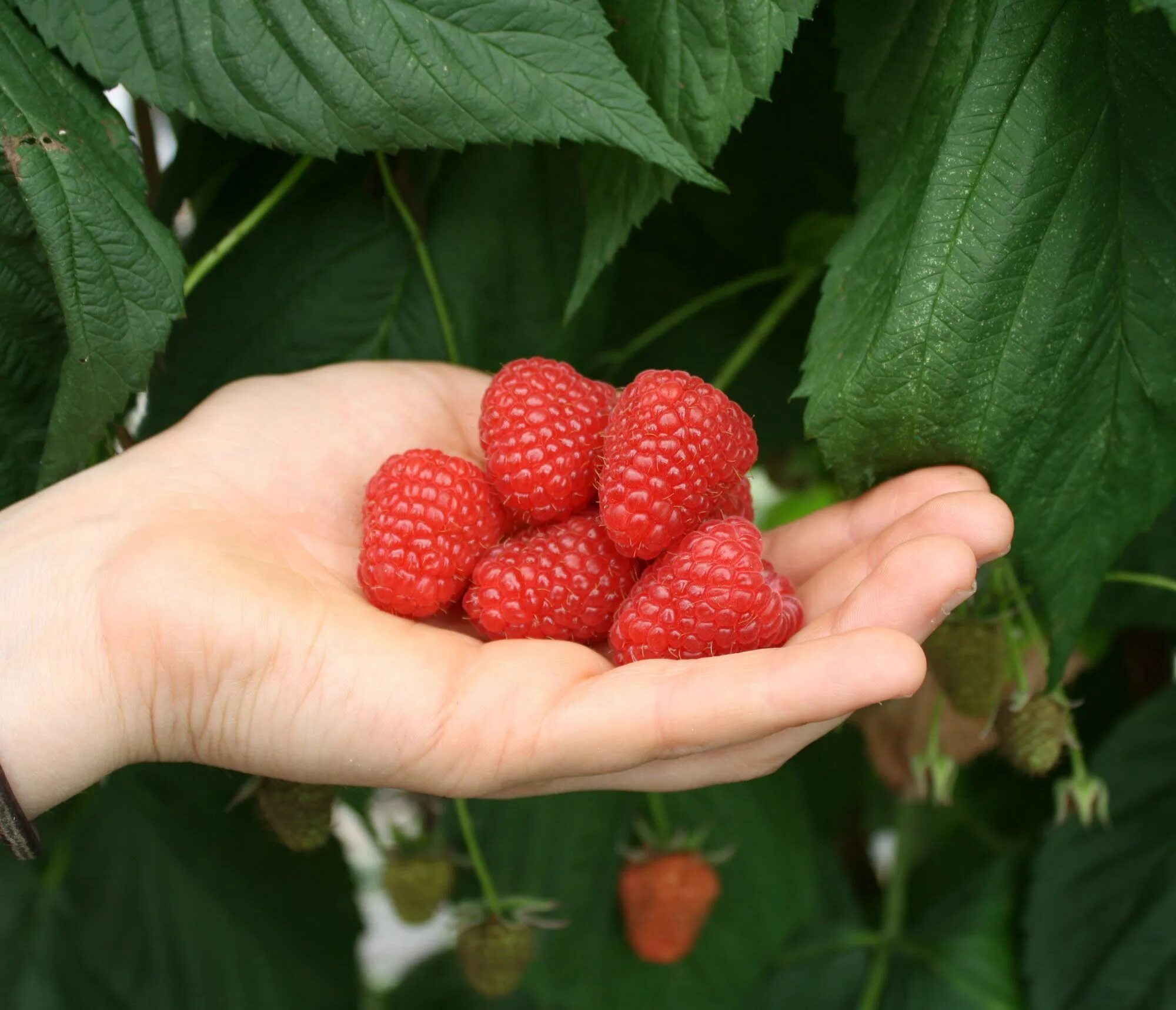 Примальба малина описание сорта фото Raspberries - Amazing Health Benefit of Raspberries Raspberry benefits, Health, 