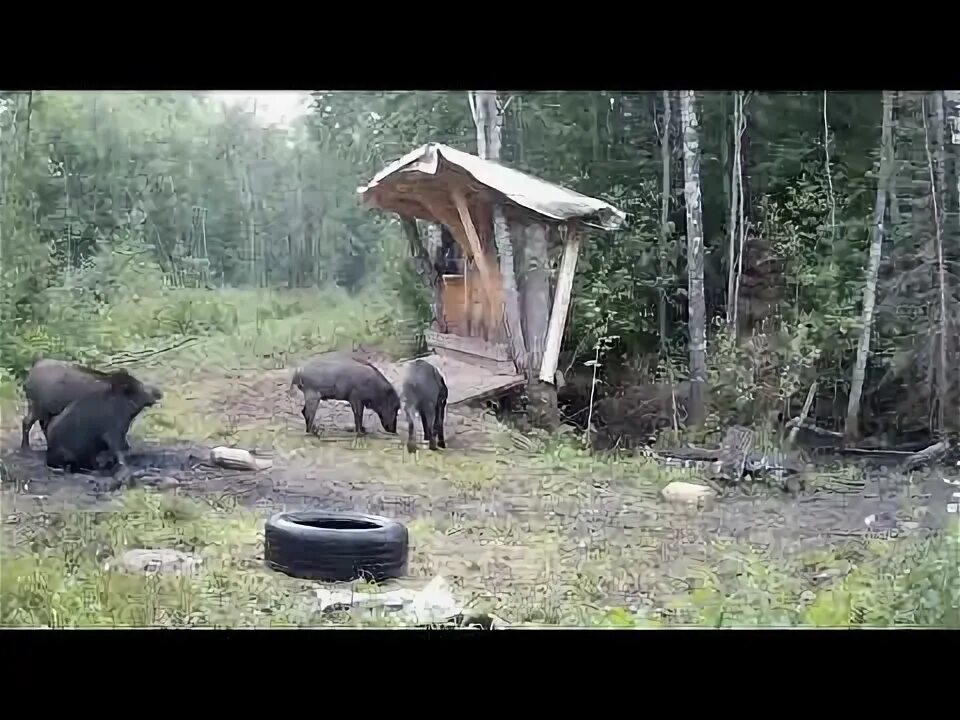 Приманка для охоты Wild Hogs 1.8 кг - купить в интернет-магазине по низкой цене 