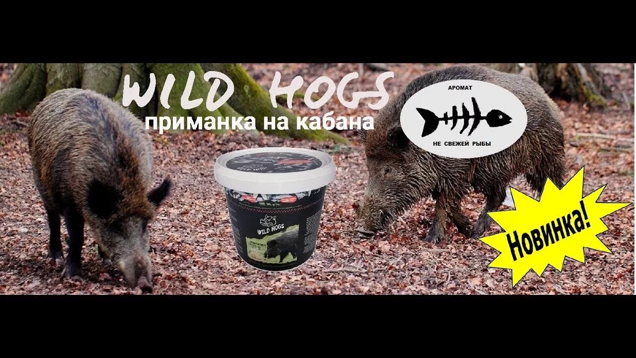 Приманка для кабана своими руками Охота на кабана с помощью приманки wild hogs - YouTube