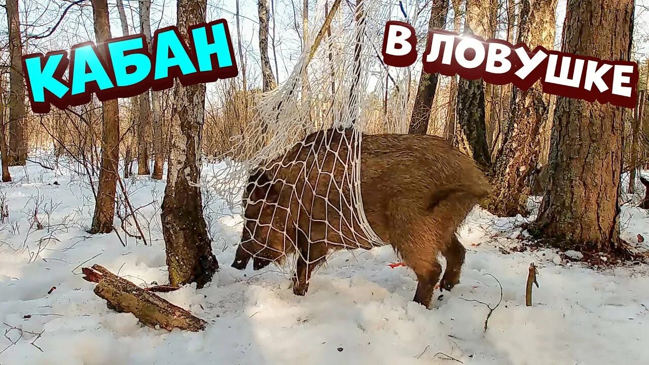 Приманка для кабанов своими руками Ловушка из сетки на кабана Часть-4 - YouTube