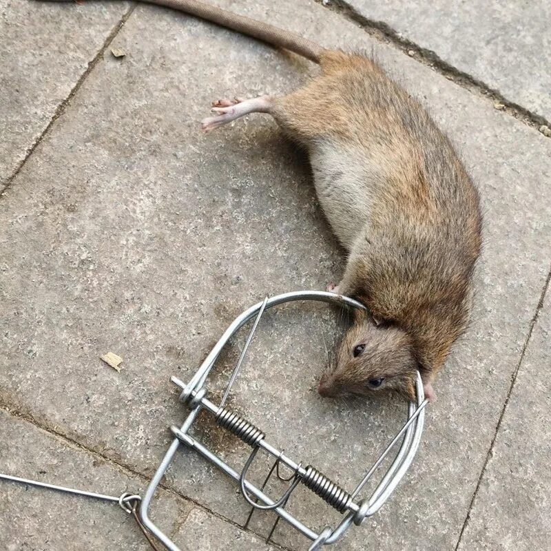 Приманка для крыс в капкан какая лучше 1pc Big Mouse Trap, Weasel Catch.catch Spring Trapt.mous Trap.rodent Cage.mole R