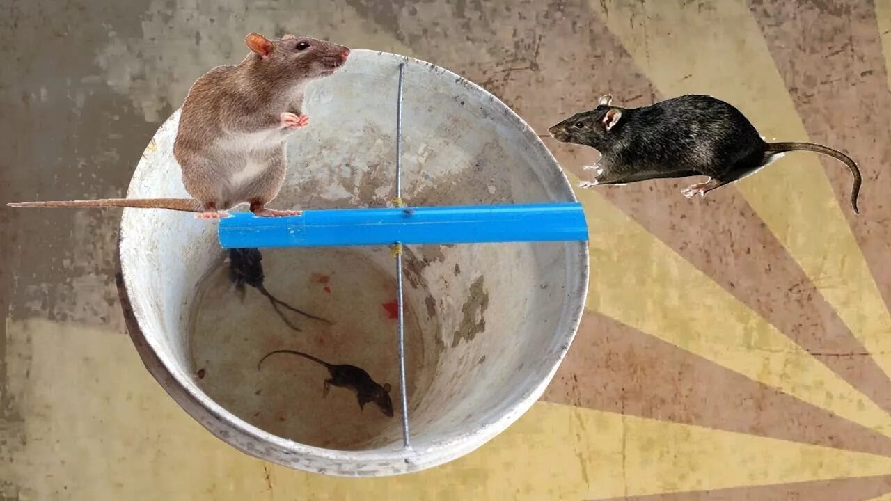 Приманка для крыс в капкан какая лучше Rat Trap Homemade Spinning Bucket Mouse Tra Mouse Trap By Water Trap - YouTube