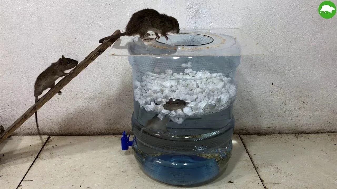 Приманка для крыс в капкан какая лучше नए प्रकार का माउस ट्रैप / Easy Mouse Trap/Mouse Trap Homemade Easy Saving Rat/To