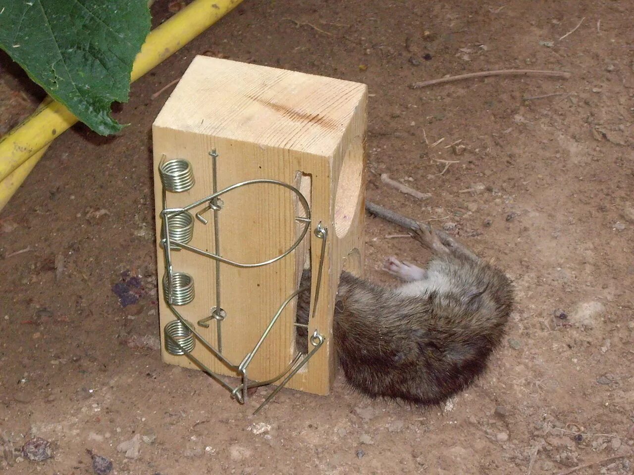 Приманка для крыс в капкан какая лучше Rat trap Rat traps, Flea control for cats, Rats