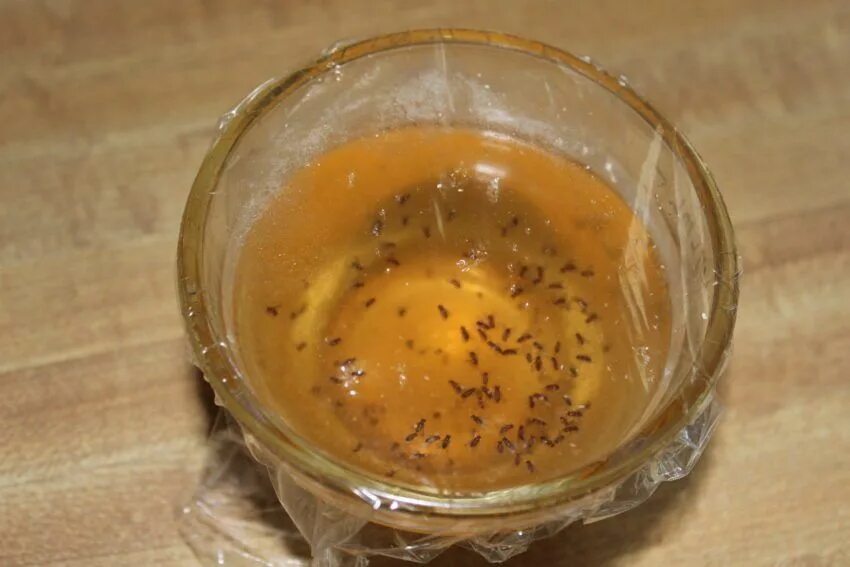 Приманка для мошек на кухне своими руками Get Rid of Pesky Fruit Flies with an Easy DIY Fruit Fly Trap simply fill a bowl 