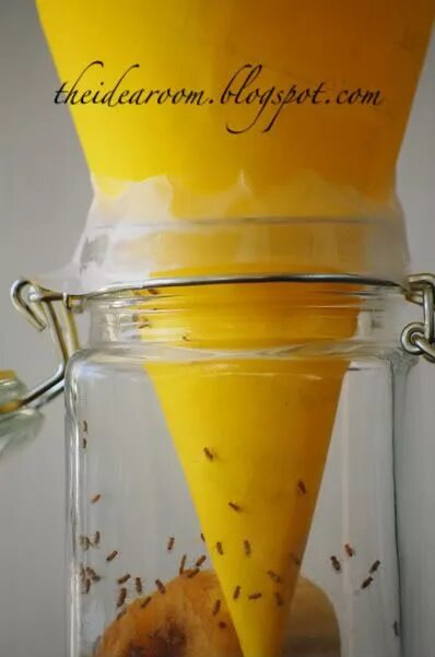 Приманка для мошек на кухне своими руками Fruit Fly Trap - The Idea Room Fruit fly trap, Fruit flies, Fly traps