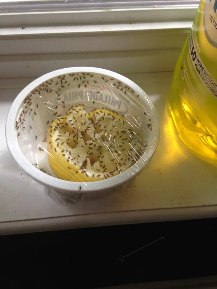 Приманка для мошек на кухне своими руками Best thing I've found for fruit flies! Just a lemon and plastic wrap! Dog food r