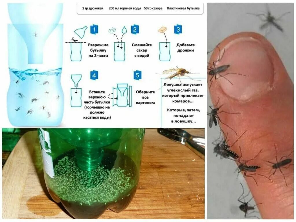 Приманка для мошек на кухне своими руками Убрать мух