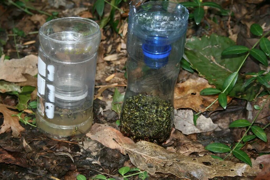 Приманка для ос своими руками DIY Yellow Jacket Bottle Trap Yellow jacket trap, Yellow jacket, Bottle