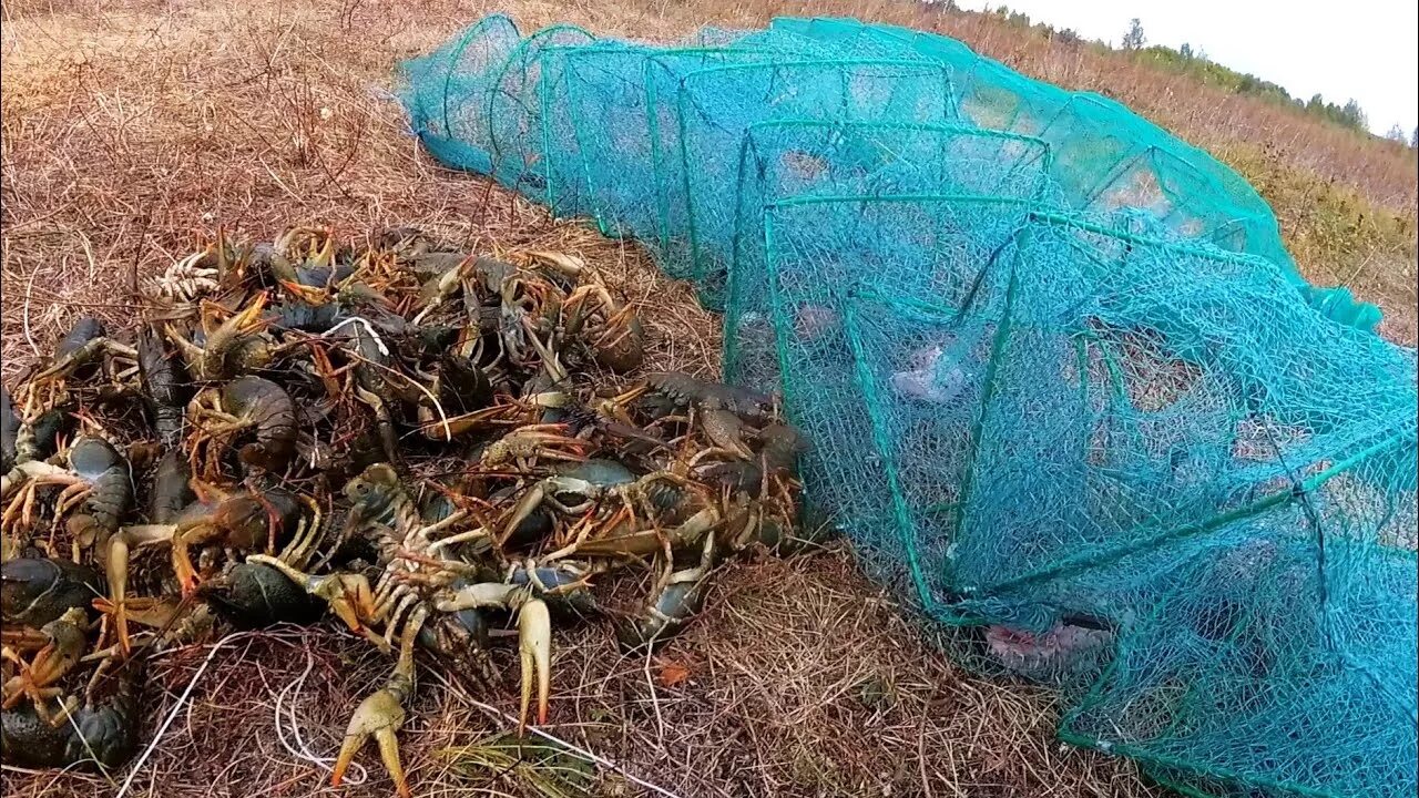 Приманка для раколовки летом какая лучше НАЛОВИЛ МНОГО РАКОВ ОСЕНЬЮ, ТЕСТ ПРИМАНОК, ДОРОГАЯ/ДЕШЁВАЯ РАКОЛОВКА - YouTube