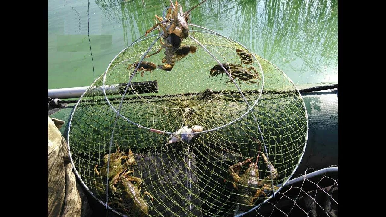 Приманка для раков своими руками ЛОВЛЯ РАКОЛОВКАМИ ОСЕНЬЮ. ГДЕ ИСКАТЬ РАКОВ ОСЕНЬЮ. ОСЕННИЙ ЖОР РАКОВ. - YouTube