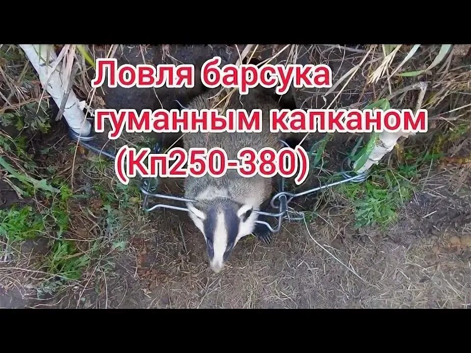 Приманка на барсука своими руками Как установить КАПКАН ПРОХОДНОЙ КП 250 гуманный на бобра, барсука, выдру, лису, 