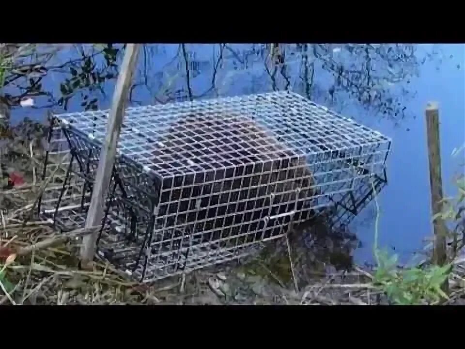 Приманка на бобра своими руками без струи Comstock Beaver Trap / Cronks #1 Beaver lure - YouTube