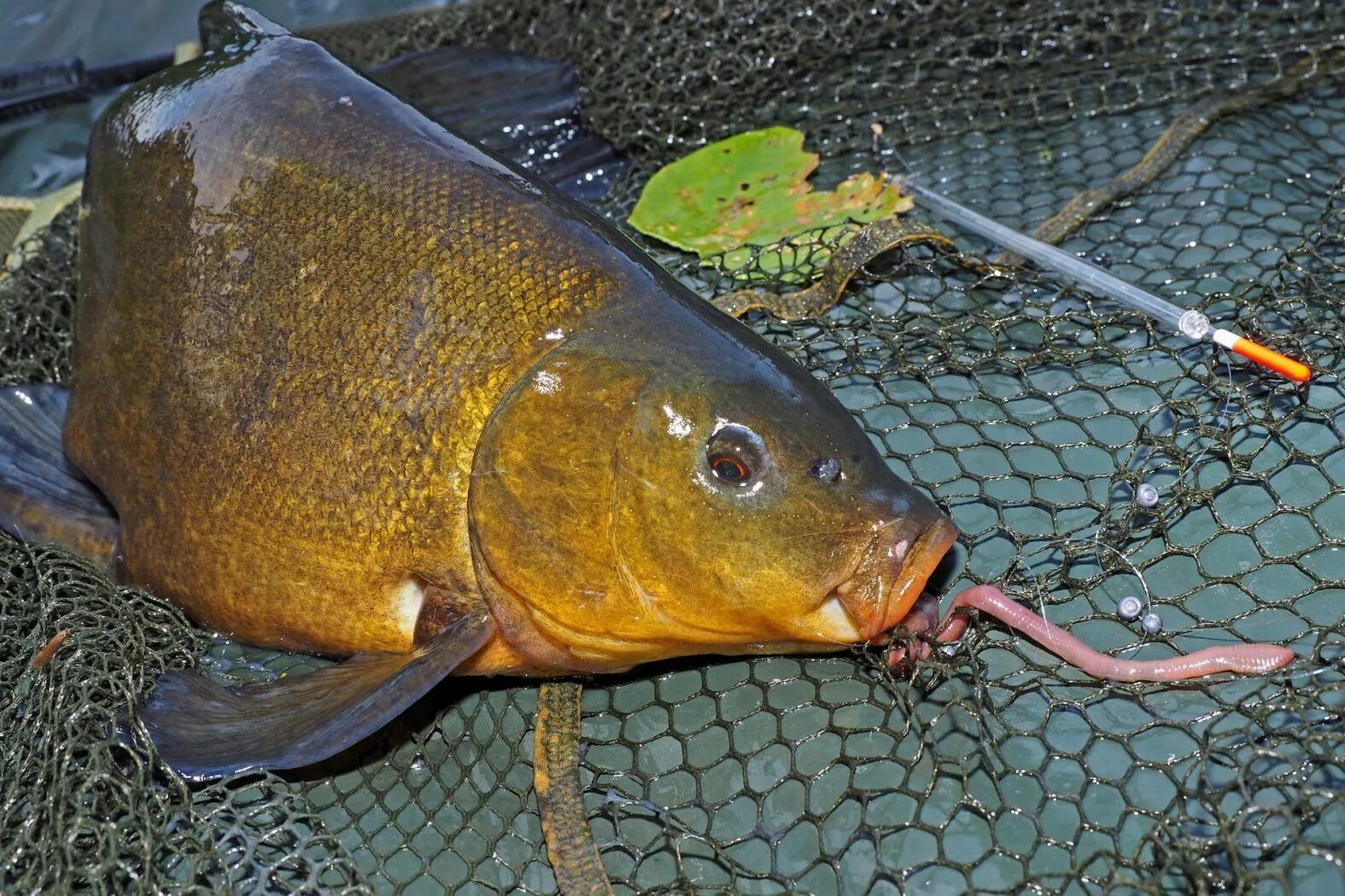 Приманка на линя своими руками Klassisch auf Schleie Fische angeln, Angeln bilder, Angeln