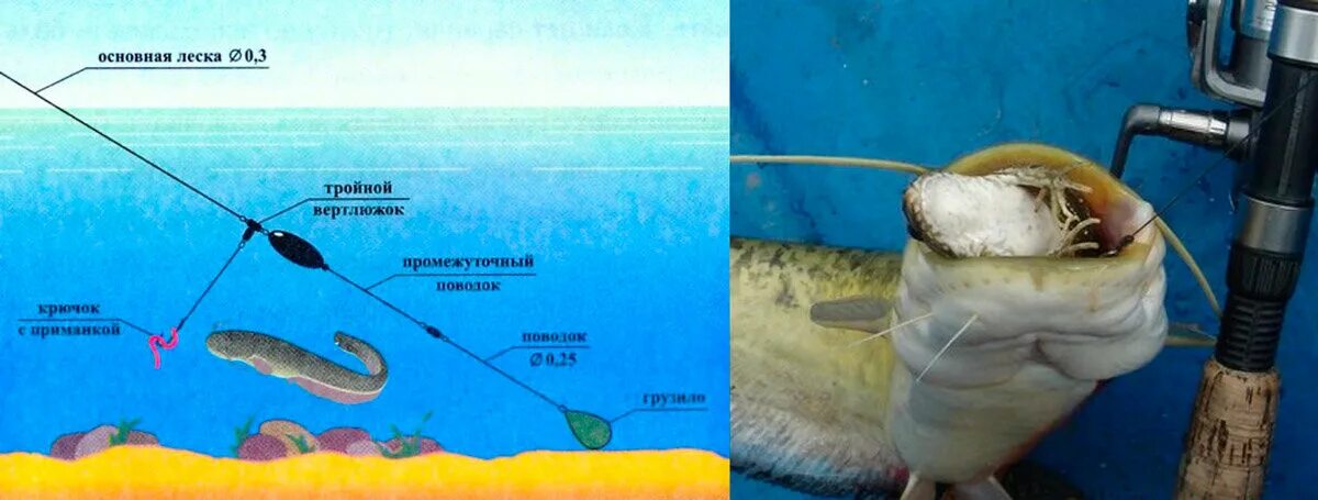 Приманка на сома своими руками Донка на сома Рыбалка Дзен