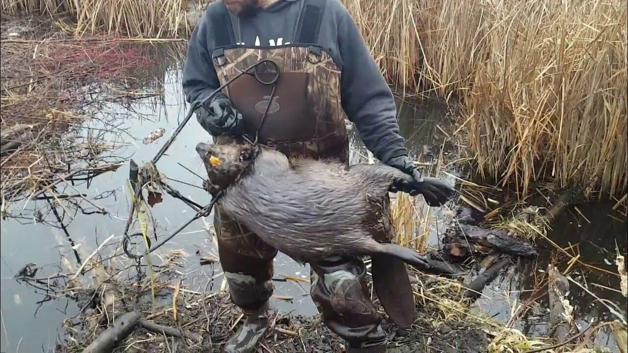 Приманка от жировика бобра своими руками Spring Beaver Trapping Part 4 "Multiple Lodges" - YouTube