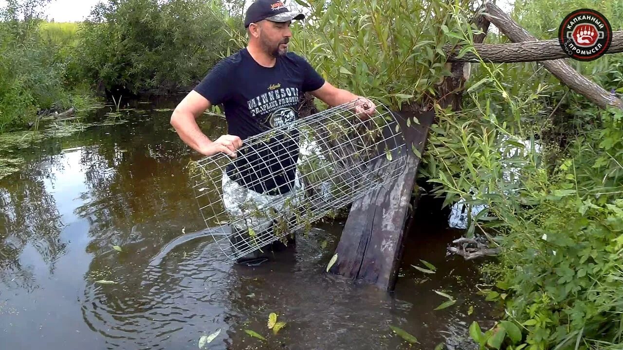 Приманка от жировика бобра своими руками Бобр Постановка Приманки Beaver #1 "Живоловушка" 23.08.19 - YouTube