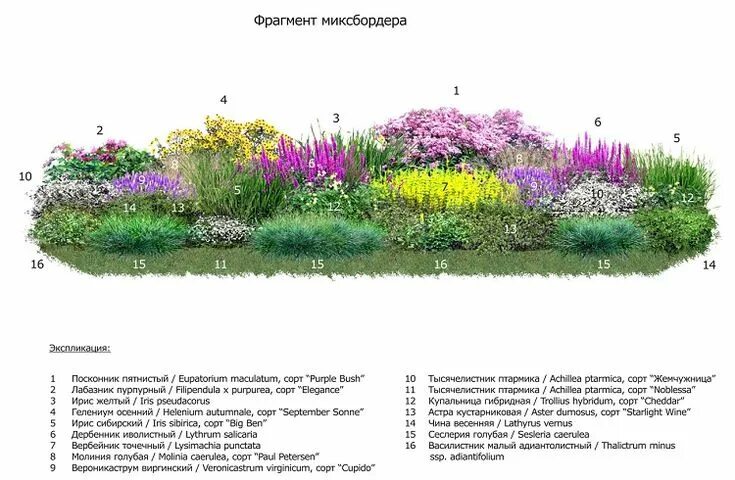 Примеры цветников из многолетников фото схемы Миксбордер - секреты правильного подбора растений, схемы Растения, Однолетние ра