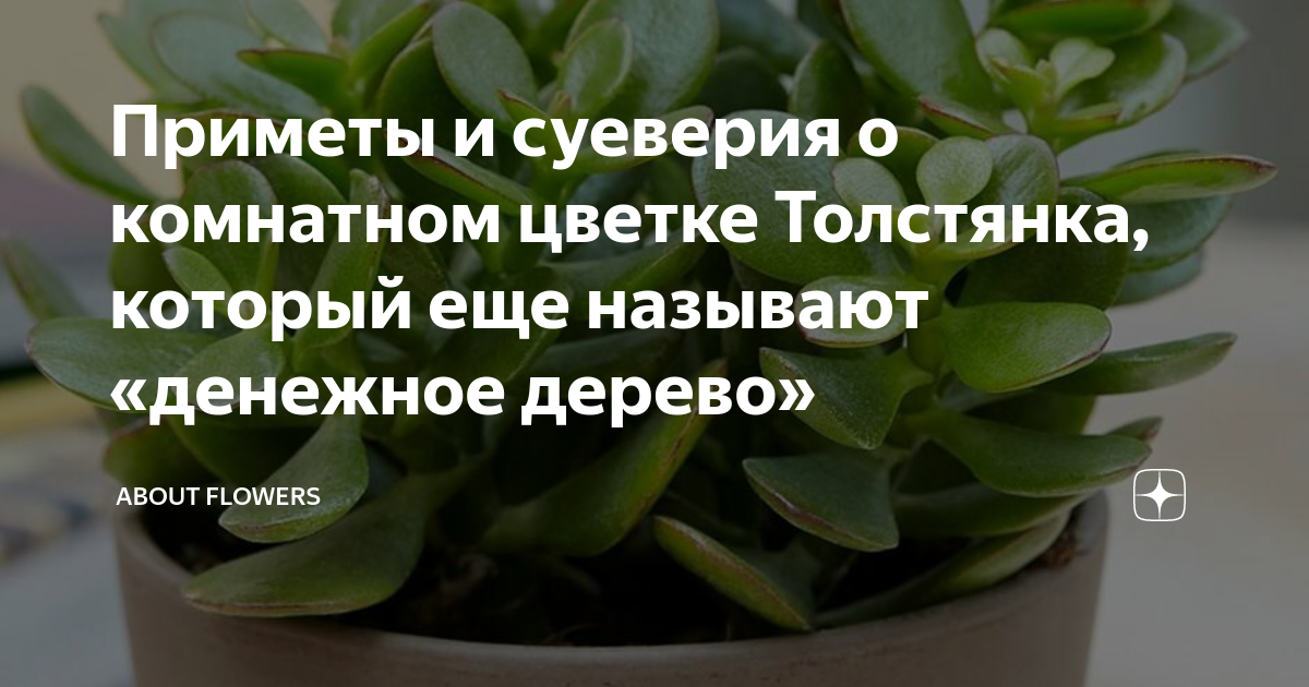 Приметы комнатных растений фото Приметы и суеверия о комнатном цветке Толстянка, который еще называют "денежное 