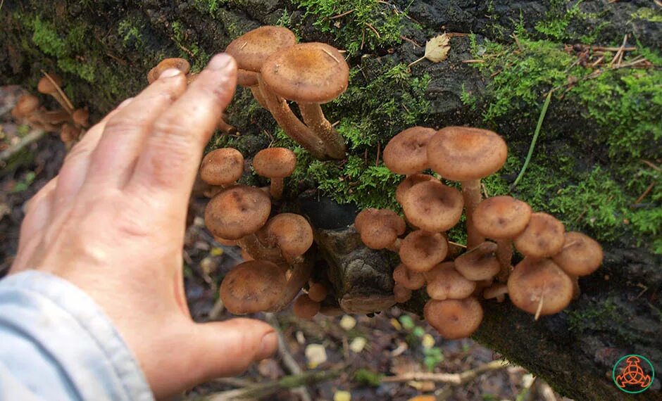 Приморье опята осенние фото Опёнок осенний - Armillaria mellea - Грибы Уломы Железной