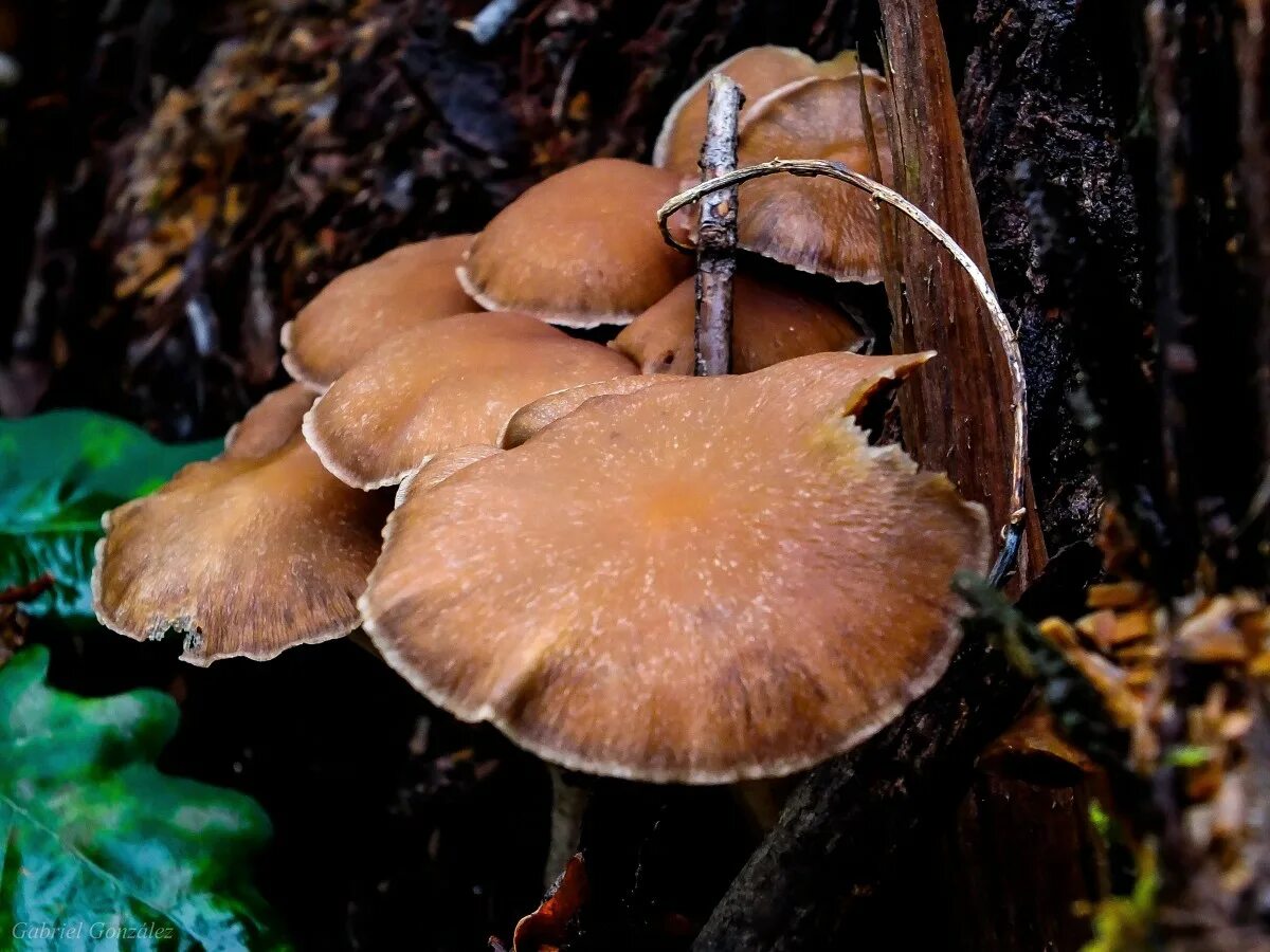 Приморье опята осенние фото Free Images : nature, autumn, fauna, fungus, mushrooms, naturaleza, setas, agari