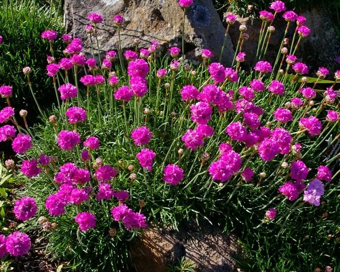 Приморская армерия фото многолетник GardensOnline: Armeria maritima Piante perenni, Coltivare fiori, Piantare alberi