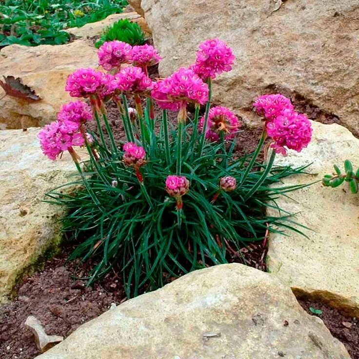 Приморская армерия фото многолетник Многолетний садовый цветок Армерия (Armeria) Plants, Garden, Instagram