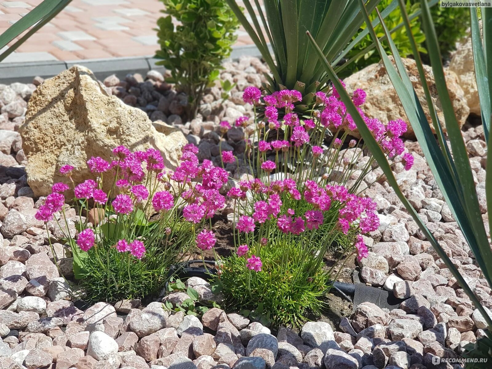 Приморская армерия фото многолетник Армерия приморская (Armeria maritima) - "Неприхотливый цветущий почвопокровник, 