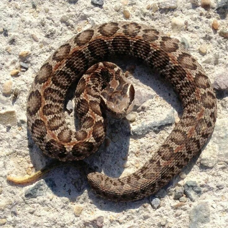 Приморская гадюка фото Short-tailed Mamushi (Gloydius blomhoffii) Reptiles and amphibians, Snake, Anima