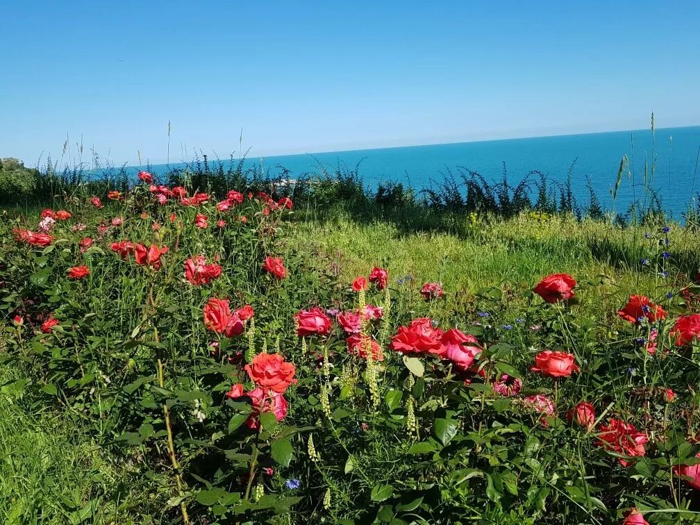 Приморская роза фото Beautiful roses by the Black Sea in Varna, Bulgaria