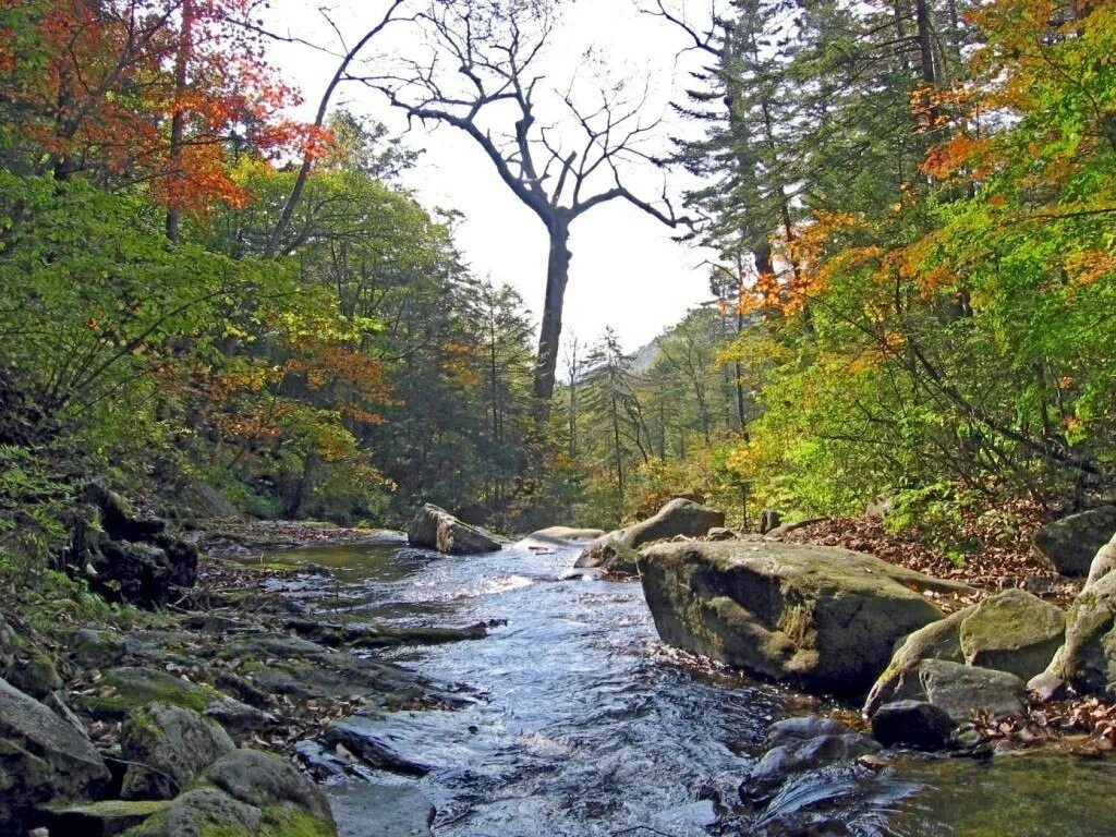 Приморская тайга фото Картинки уссурийская тайга