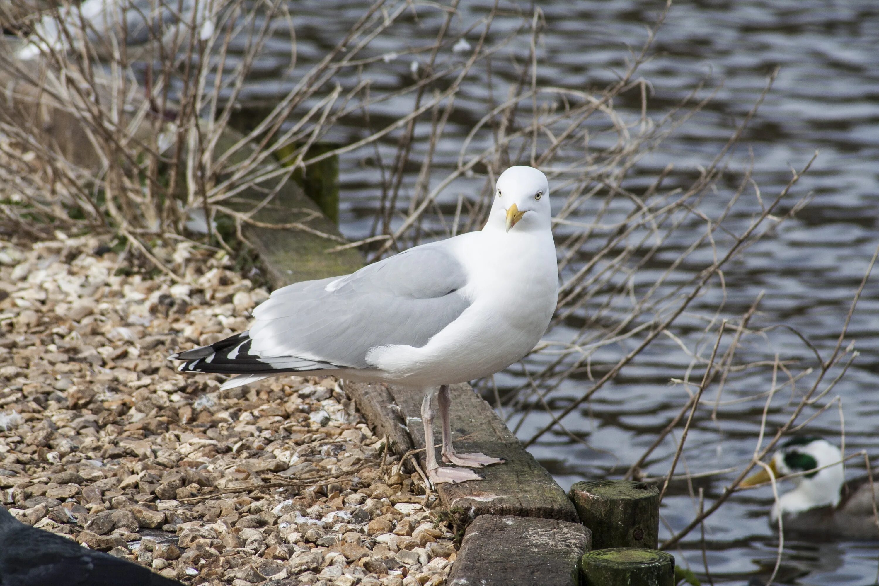 Приморские птицы фото Seagull on the beach in the wild free image download