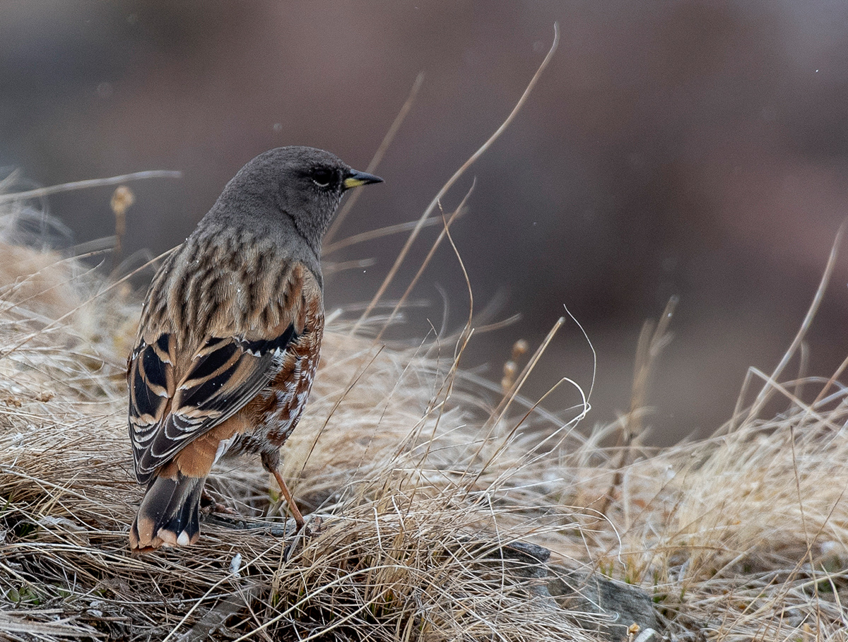 Приморские птицы фото и названия Alpine Accentor (Prunella collaris). Birds of Siberia.