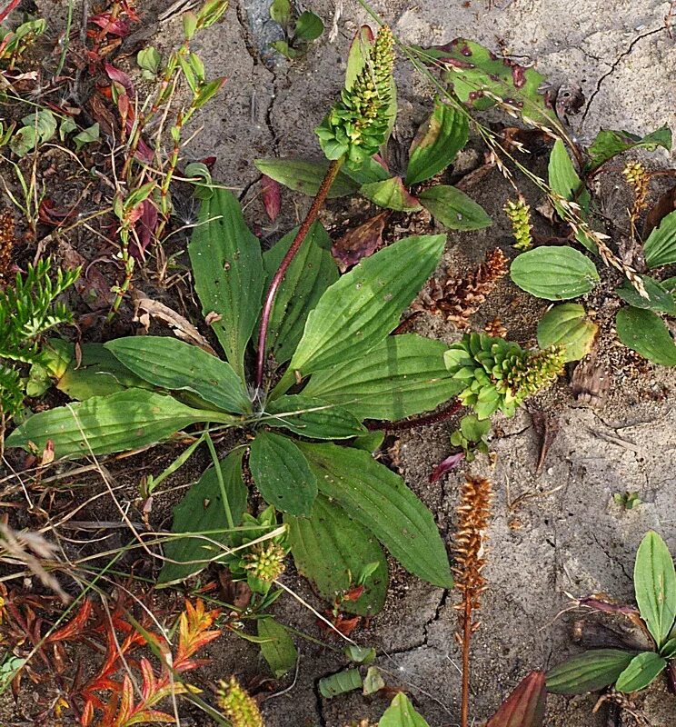 Приморские растения описание и фото genus Plantago - Image of an specimen - Plantarium