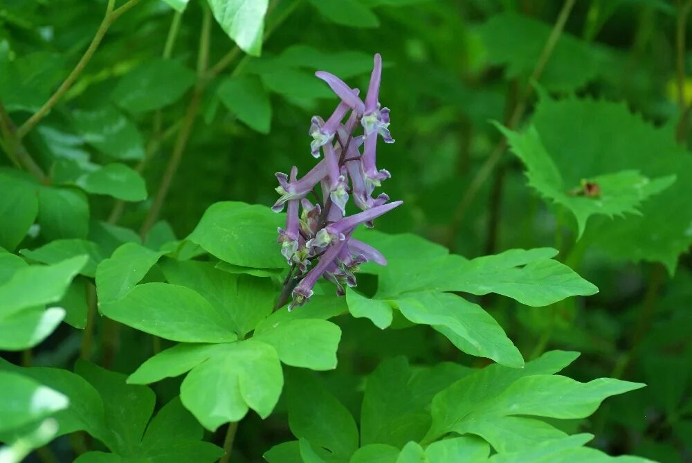 Приморские растения описание и фото Corydalis macrantha - Изображение особи - Плантариум