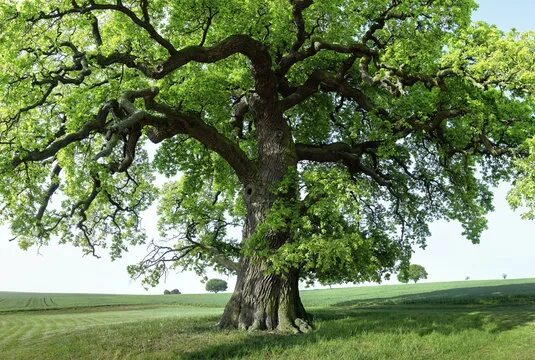 Приморский дуб фото RalfenByte: фотографії, зображення, ресурси Adobe Stock