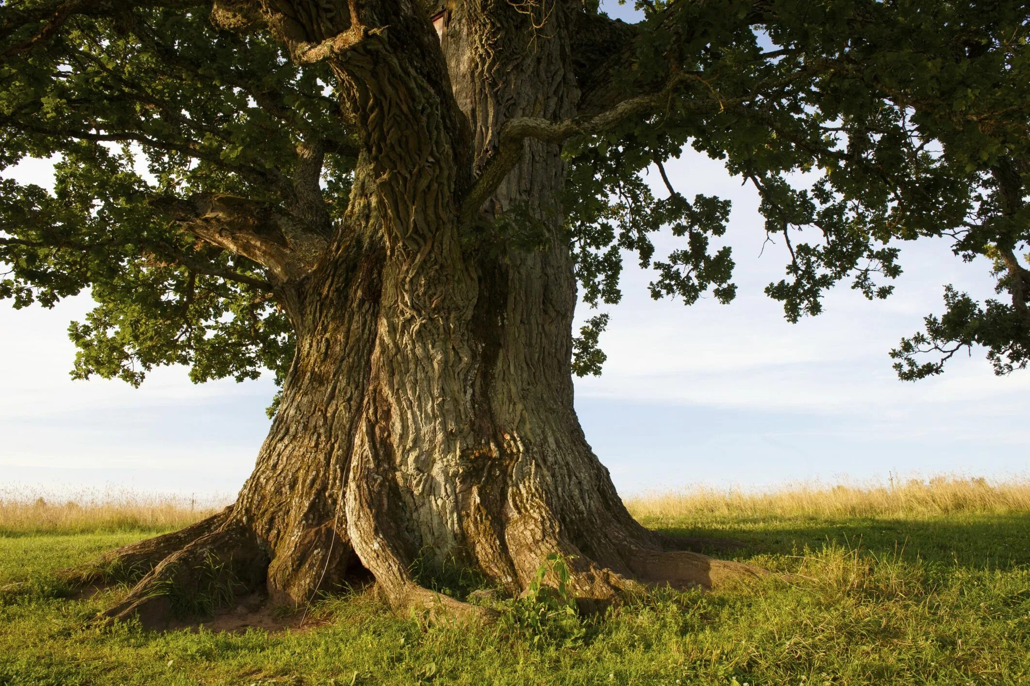 Приморский дуб фото The base of a grand oak tree in Oregon. Фотографии деревьев, Фото дерево, Цветущ