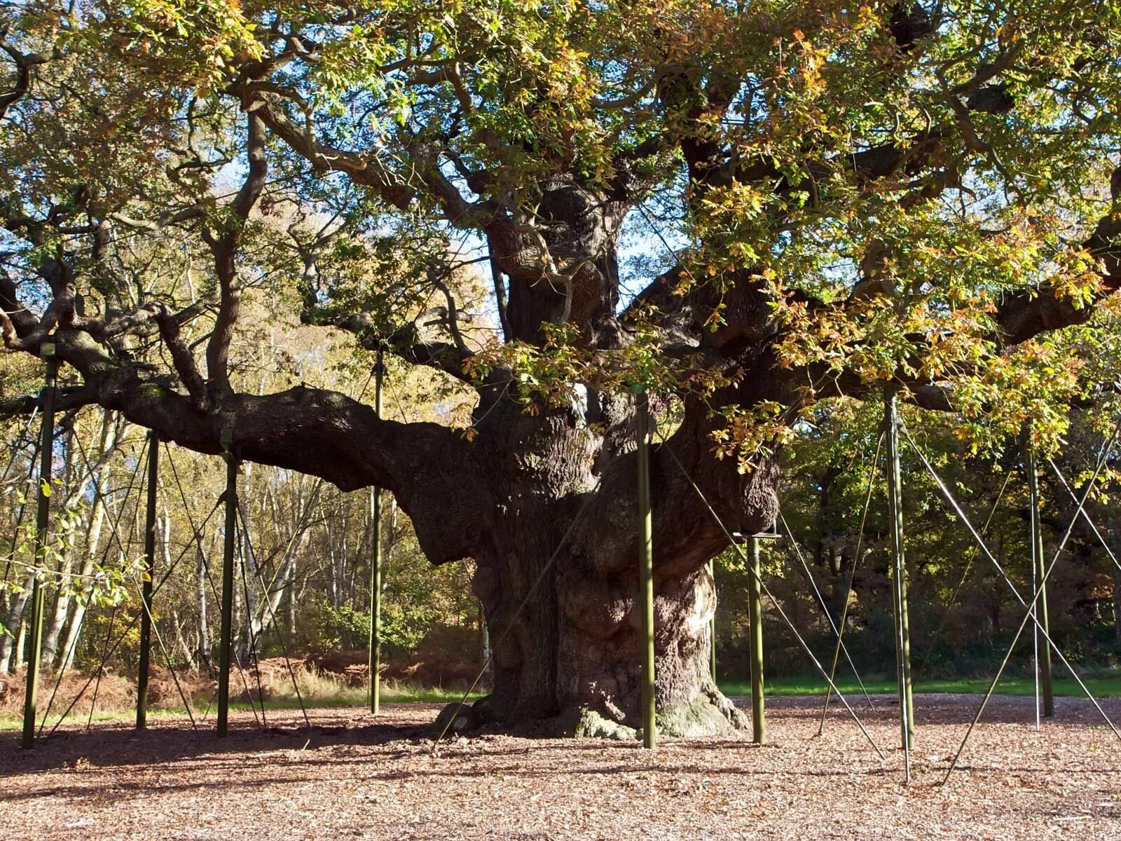 Приморский дуб фото The Major Oak in Sherwood Forest Nottinghamshire Tree, Old trees, Nature desktop