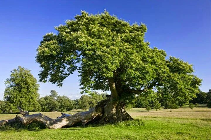 Приморский дуб фото HOW TO GROW SWEET CHESTNUTS FROM SEED Sweet chestnut tree, Sweet chestnut, Chest