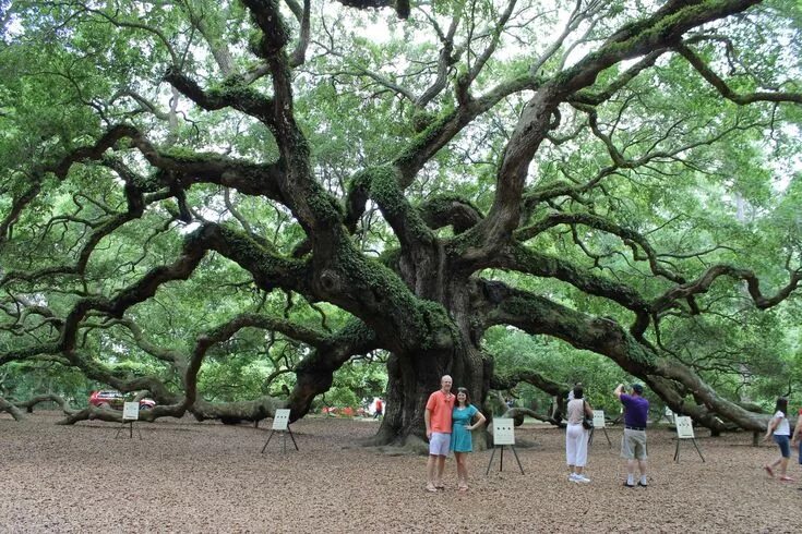 Приморский дуб фото The Perfect Picnic Spot: Charleston's Angel Oak Angel oak trees, Angel oak, Tree