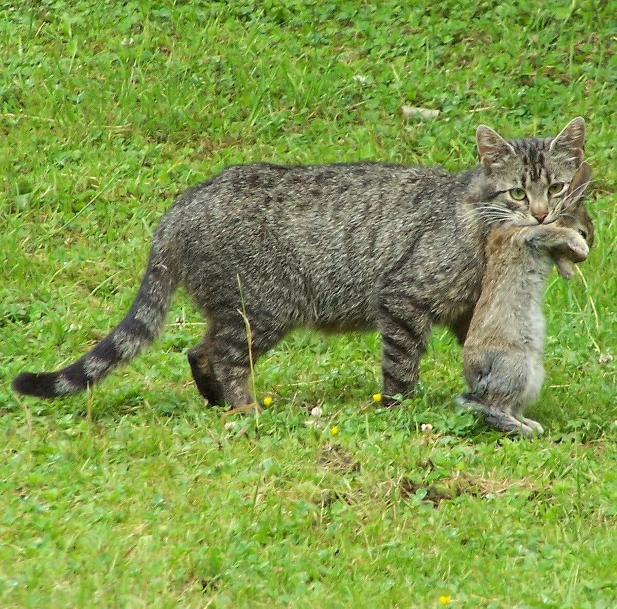 Приморский камышовый кот фото That Cuddly Kitty Is Deadlier Than You Think - The New York Times