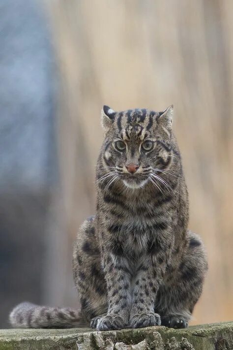 Приморский камышовый кот фото Top 10 fishing cat ideas and inspiration