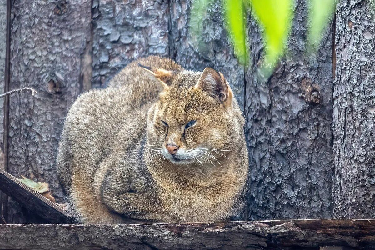 Приморский камышовый кот фото Вольер камышового кота в Московском зоопарке