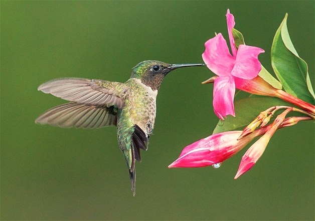 Приморский колибри фото Colibri Hummingbird pictures, Ruby throated hummingbird, Bird photo