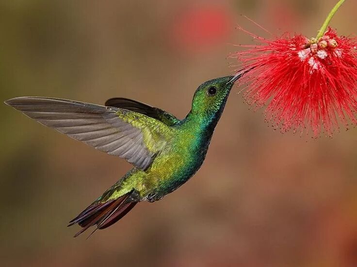 Приморский колибри фото kolibri - Kolibri, Kolibri fotos, Vögel