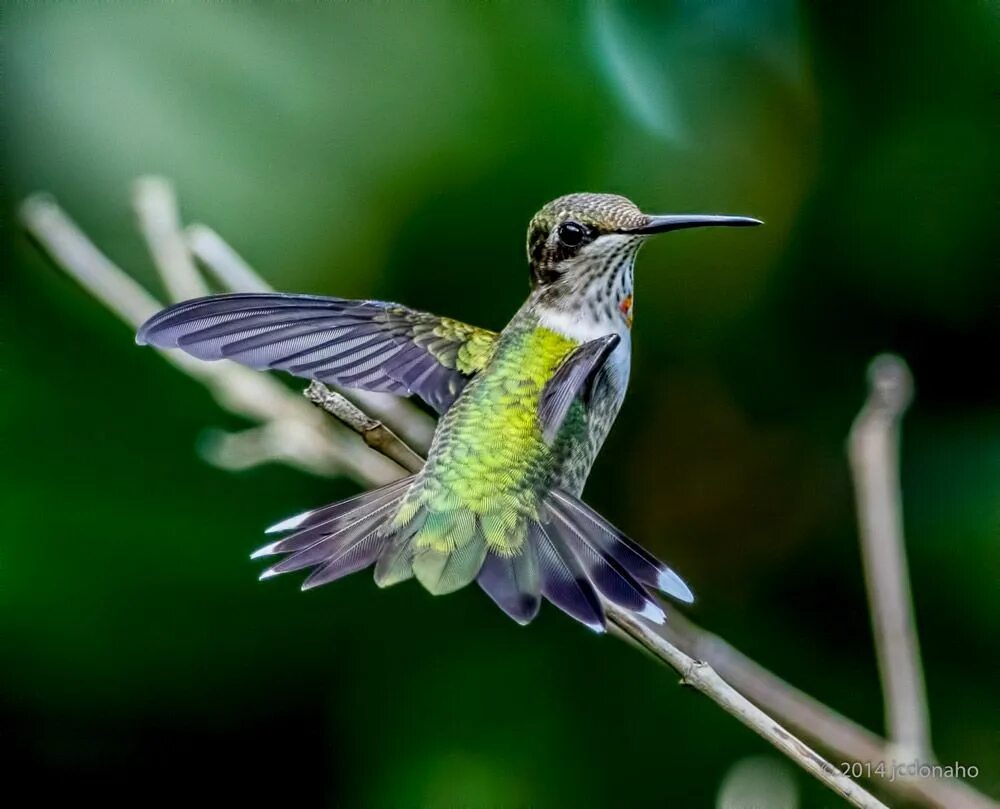 Приморский колибри фото daniel adams photos hummingbird - Google Search Colibrís, Animales asombrosos, C